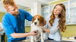 Why Are Regular Pet Check-Ups Important?