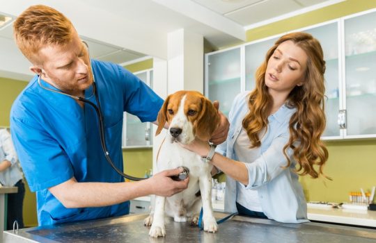 Why Are Regular Pet Check-Ups Important? Why Are Regular Pet Check-Ups Important?