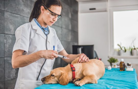 Why Do Some Pets React Differently to Vaccinations?