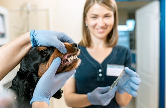 Which Pet Eye Diseases Can Lead to Blindness?