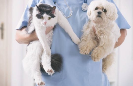 What Are Common Procedures During a Routine Pet Exam?