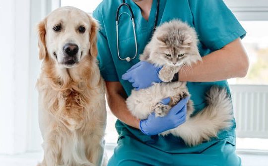 What Treatments Are Available at Comprehensive Animal Hospitals? What Treatments Are Available at Comprehensive Animal Hospitals?