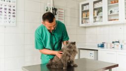 When Do Pets Need Comprehensive Animal Hospital Services