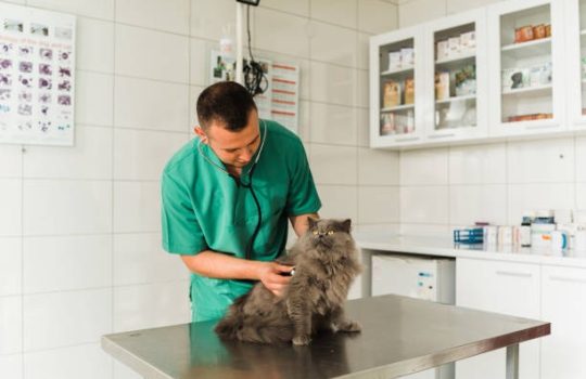 When Do Pets Need Comprehensive Animal Hospital Services When Do Pets Need Comprehensive Animal Hospital Services
