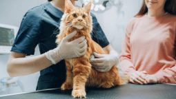 What Vaccinations Do Puppies and Kittens Need?