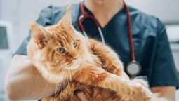 What Are the Costs Associated with Pet Wellness Plans?