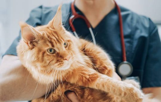 What Are the Costs Associated with Pet Wellness Plans? What Are the Costs Associated with Pet Wellness Plans?