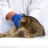 When Is a Comprehensive Animal Hospital Necessary for Your Pet?