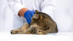 When Is a Comprehensive Animal Hospital Necessary for Your Pet?