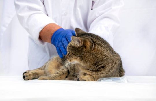 When Is a Comprehensive Animal Hospital Necessary for Your Pet? When Is a Comprehensive Animal Hospital Necessary for Your Pet?