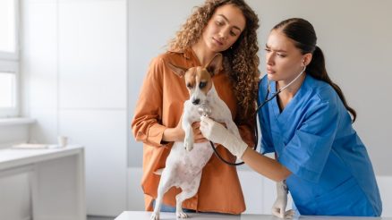 What to Expect During Your Pet’s Routine Veterinary Visit