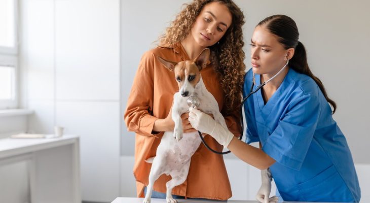 What to Expect During Your Pet’s Routine Veterinary Visit