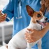How Do Pet Vaccinations Work to Protect My Pet?