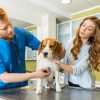 Why Are Regular Pet Check-Ups Important?