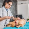 Why Do Some Pets React Differently to Vaccinations?