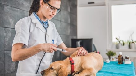Why Do Some Pets React Differently to Vaccinations?
