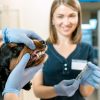 Which Pet Eye Diseases Can Lead to Blindness?