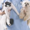 What Are Common Procedures During a Routine Pet Exam?