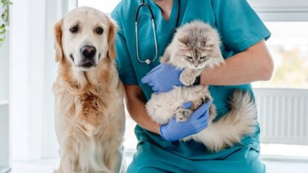 What Treatments Are Available at Comprehensive Animal Hospitals?