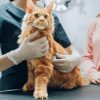What Vaccinations Do Puppies and Kittens Need?