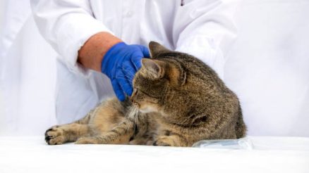 When Is a Comprehensive Animal Hospital Necessary for Your Pet?