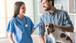 What Are the Essential Services Offered by Vets to Keep Pets Healthy?