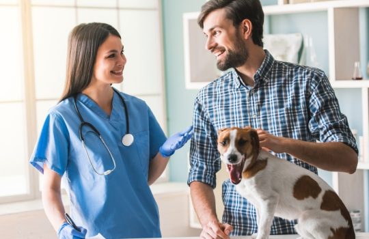 What Are the Essential Services Offered by Vets to Keep Pets Healthy?