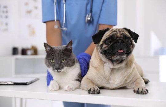 Are You Ensuring Complete Health Care for Your Pets?