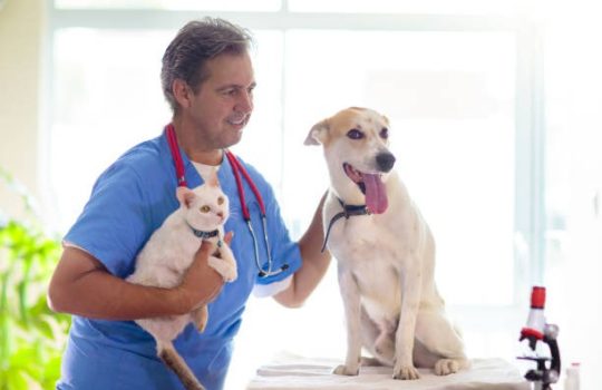 How Is Advanced Technology Transforming Animal Healthcare? How Is Advanced Technology Transforming Animal Healthcare?