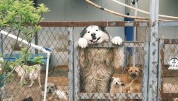 Why Is Internal Medicine Important for Quarantine Clearances? Why Is Internal Medicine Important for Quarantine Clearances?