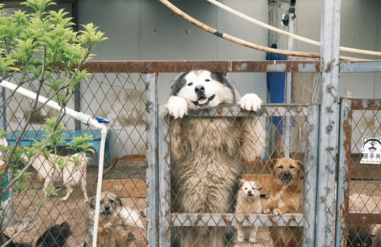 Why Is Internal Medicine Important for Quarantine Clearances?