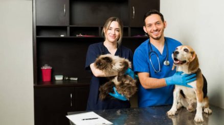 Why Choose a Multi-Specialty Animal Clinic for Your Pet’s Care?