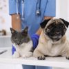Are You Ensuring Complete Health Care for Your Pets?