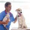 How Is Advanced Technology Transforming Animal Healthcare?