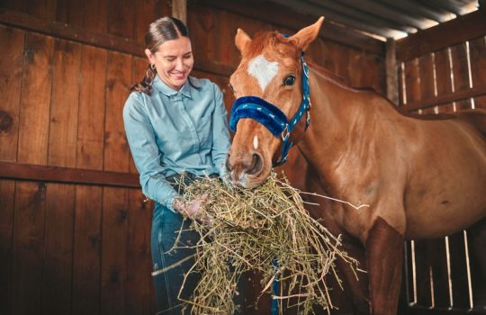 How Can Preventive Care Improve the Longevity of Your Horse? How Can Preventive Care Improve the Longevity of Your Horse?