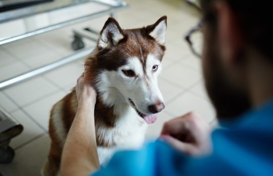 How Does Grooming Boost Your Pet Show Star’s Confidence and Health?
