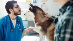 How Do Vet Clinics Educate Pet Owners About Preventive Care? How Do Vet Clinics Educate Pet Owners About Preventive Care?