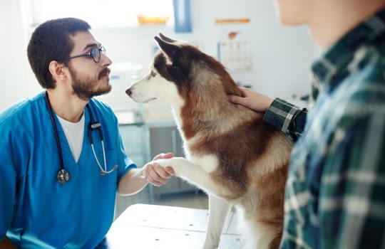 How Do Vet Clinics Educate Pet Owners About Preventive Care? How Do Vet Clinics Educate Pet Owners About Preventive Care?