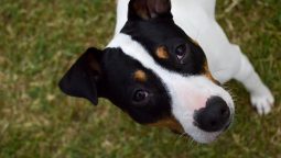 How to Ensure A Successful Post-Surgery Recovery for My Pet How to Ensure A Successful Post-Surgery Recovery for My Pet