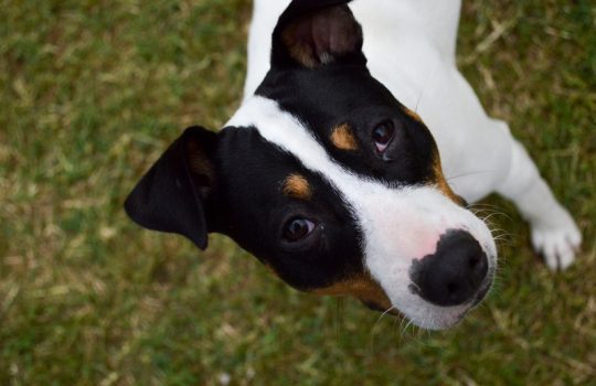 How to Ensure A Successful Post-Surgery Recovery for My Pet How to Ensure A Successful Post-Surgery Recovery for My Pet