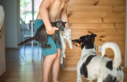 Who Provides Pet Surgical Care and How Do I Choose?