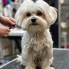 How Can Mobile Dog Grooming Improve My Dog’s Health and Wellbeing?