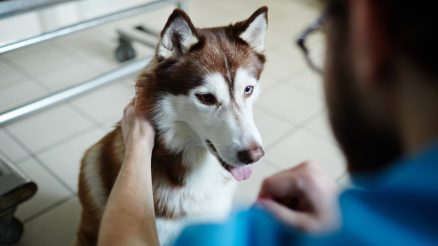 How Does Grooming Boost Your Pet Show Star’s Confidence and Health?