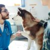 How Do Vet Clinics Educate Pet Owners About Preventive Care?
