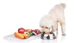 How Can I Transition My Pet to a Healthier Diet?