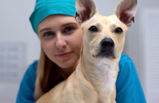 What Should I Know Before My Pet’s Surgery?