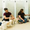 Peaceful Pet Boarding: Creating Joyful Stays for Your Beloved Pets