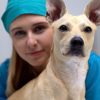 What Should I Know Before My Pet’s Surgery?