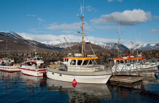 When Is the Best Time to Book a Fishing Charter